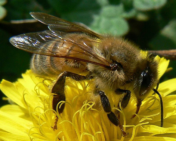 Colony Collapse Disorder – 2010