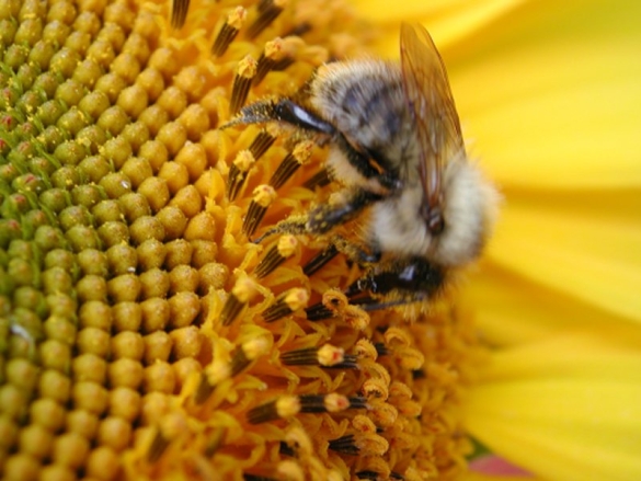 Hazards To Honey Bee Survial